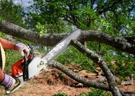 Best Leaf Removal  in Oak Bluffs, MA