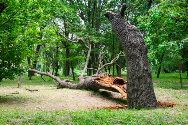 Best Hazardous Tree Removal  in Oak Bluffs, MA